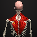 تطبيق-anatomy-by-muscle-motion-مهكر.webp