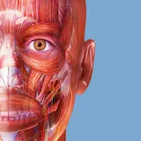 تطبيق-muscles-kinesiology-مهكر.webp