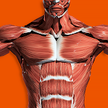 تطبيق-muscular-system-3d-anatomy-مهكر.webp