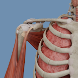 تطبيق-voka-anatomy-pro-مهكر.webp