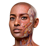 تطبيق-complete-anatomy-2024-مهكر.webp