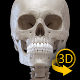 تطبيق-skeleton-3d-anatomy-مهكر.webp