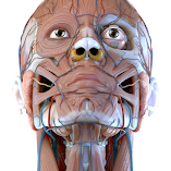 تطبيق-visual-anatomy-3d-human-body-مهكر.webp