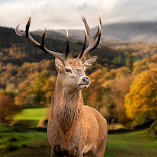 تنزيل-تطبيق-wildlife-cam.webp