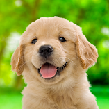 تنزيل-لعبة-my-dog-me-puppy-simulator.webp