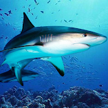تنزيل-لعبة-the-dogfish.webp