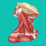تطبيق-easy-anatomy-مهكر.webp