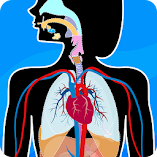 تنزيل-لعبة-human-anatomy-body-parts.webp