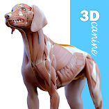 تنزيل-تطبيق-complete-canine-3d-anatomy.webp