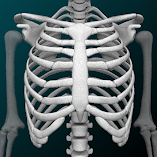 تنزيل-تطبيق-osseous-system-in-3d-anatomy.webp