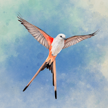لعبة-wingspan-the-board-game-مهكرة.webp