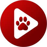 تنزيل-تطبيق-bear-player.webp
