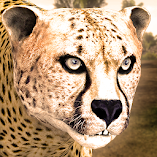 تنزيل-لعبة-ultimate-cheetah-simulator.webp