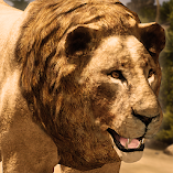 تنزيل-لعبة-ultimate-lion-simulator.webp