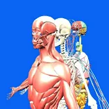 تطبيق-human-body-anatomy-parts-مهكر.webp