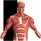 تطبيق-visual-anatomy-مهكر.webp