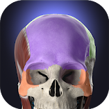 تطبيق-anatomyka-3d-anatomy-atlas-مهكر.webp