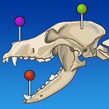 تطبيق-imaios-vet-anatomy-مهكر.webp