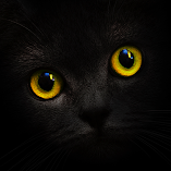 تطبيق-blackcatcard-مهكر.webp